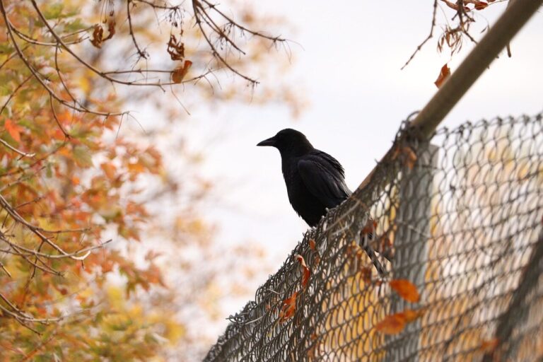 crow, bird, fence, animal, feathers, plumage, beak, nature, wildlife, avian, fall, autumn